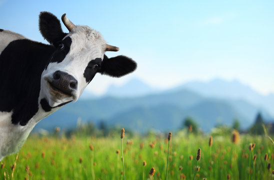 ButcherrBox.ca Grass Fed Beef