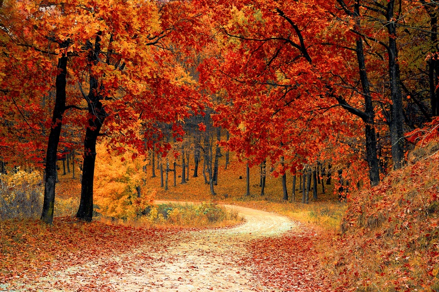 Ontario Fall Cooking: Cozy Recipes and Quality Meat from ButcherBox.ca