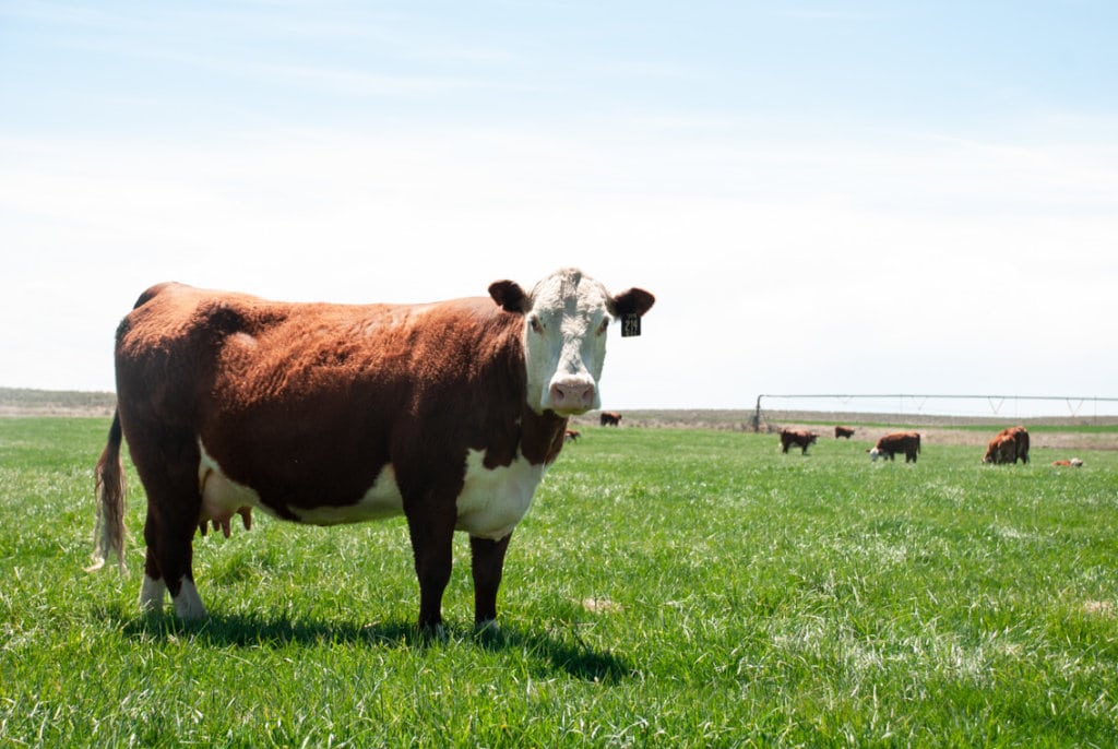 Where to Buy Grass-Fed Beef in Ontario 