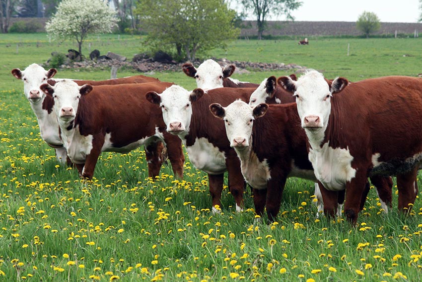 Hereford Cattle